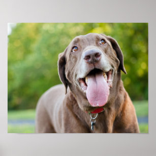 Póster Chocolate Labrador Dog