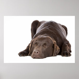 Póster Chocolate Labrador el dormir