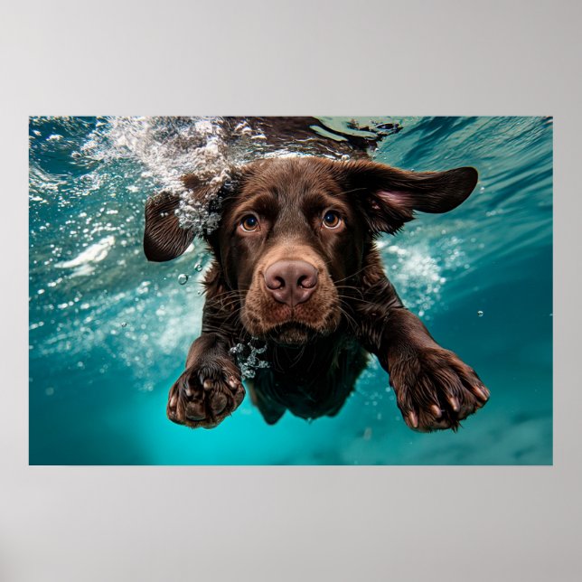 Póster Chocolate labrador juguetón nadando bajo el agua (Frente)