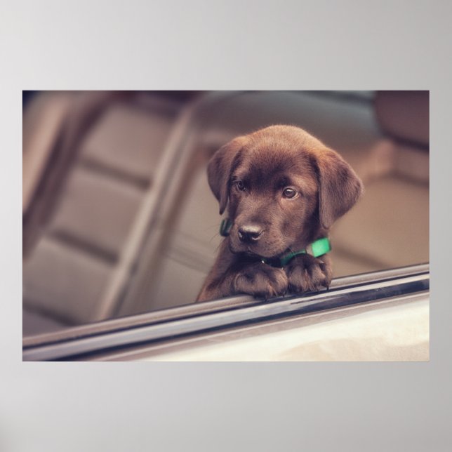 Póster Chocolate Labrador Puppy In Car (Frente)