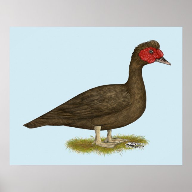 Póster Chocolate Muscovy Drake (Frente)