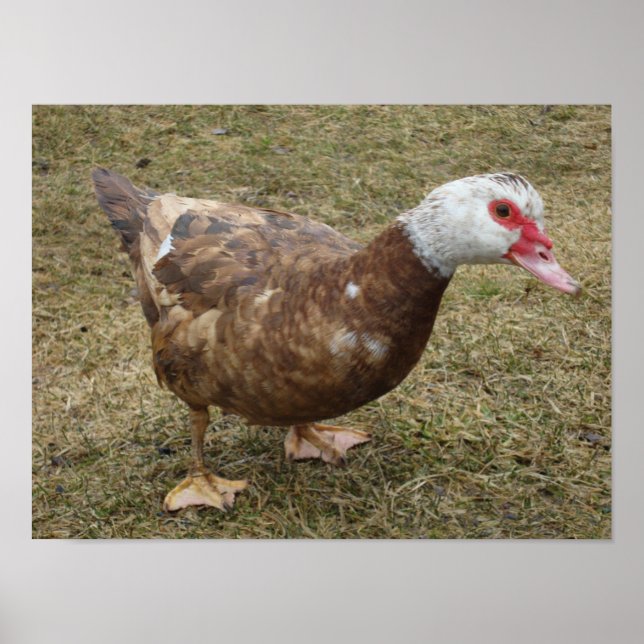 Póster Chocolate Muscovy Duck (Frente)
