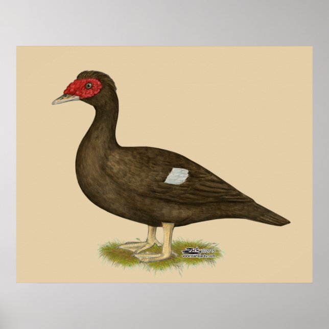 Póster Chocolate Muscovy Duck (Frente)