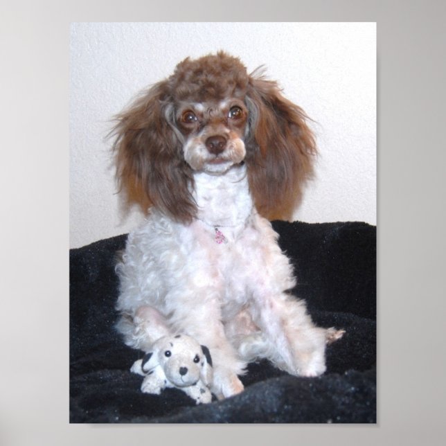 Póster Chocolate Parti Poodle con juguete (Frente)