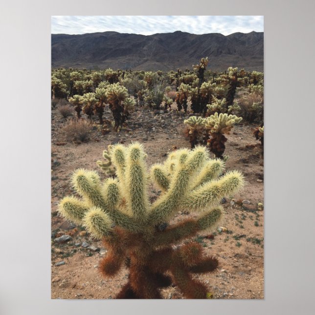 Póster Cholla Cactus Joshua Tree Park Photo (Frente)