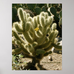 Póster Cholla en flor