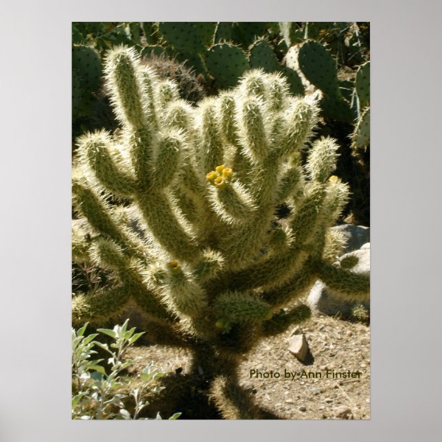 Póster Cholla en flor (Frente)