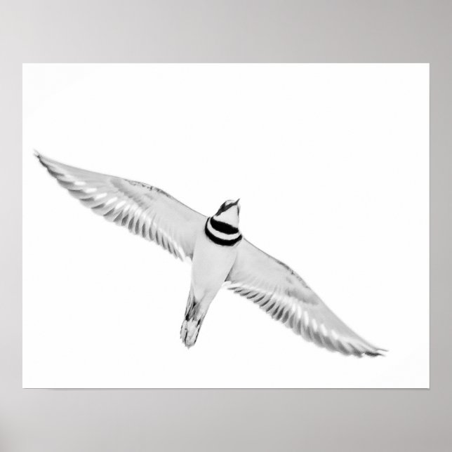 Póster Chorlito Altiplano (Frente)