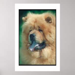 Póster Chow Chow Poster