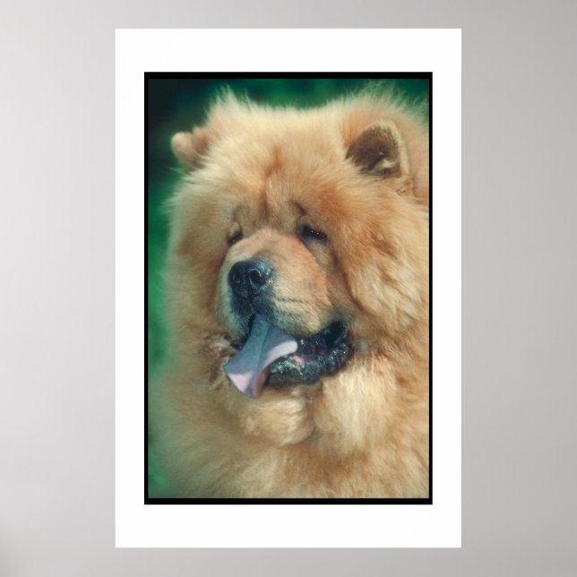 Póster Chow Chow Poster (Frente)