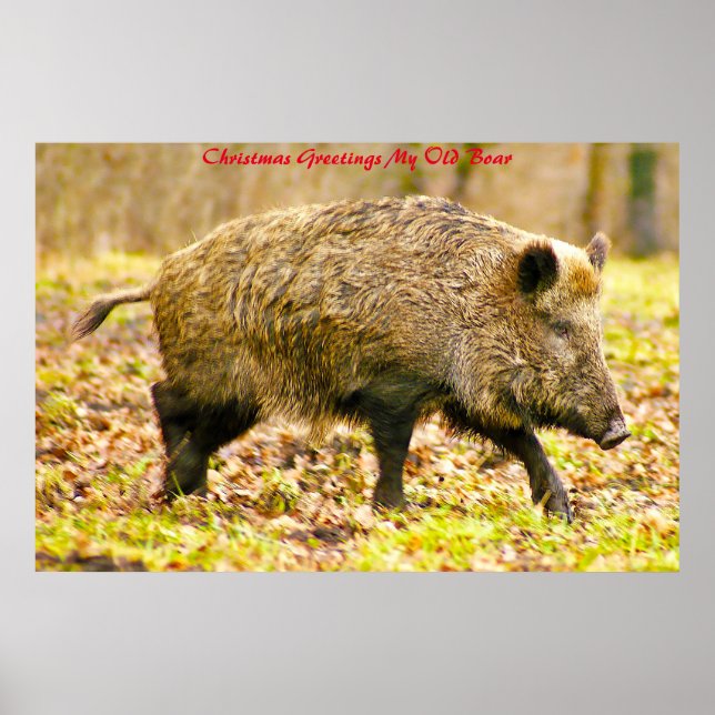 Póster Christmas Greetings My Old Boar (Frente)