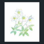 Póster Christmas rose, Helleborus niger<br><div class="desc">Helleborus niger is commonly called Christmas rose or black hellebore. Helleborus niger is an evergreen perennial flowering plant. Christmas rose - rose-like flowers which bloom in winter or early spring. Helleborus niger symbolizes serenity, tranquility, love, hope and peace. - Illustration for a Picture book 'Heralds of Spring' (Written and illustrated...</div>