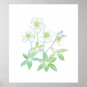 Póster Christmas rose, Helleborus niger