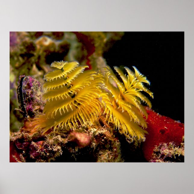 Póster Christmas Tree Worm Spirobranchus Giganteus (Frente)