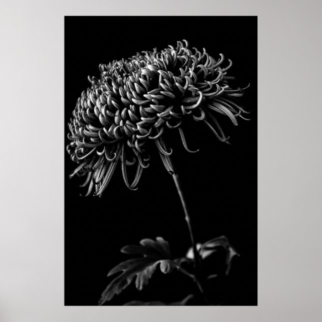 Póster Chrysanthemum (Frente)