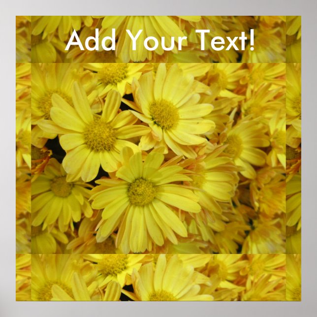 Póster Chrysanthemum Group Plant Yellow (Frente)