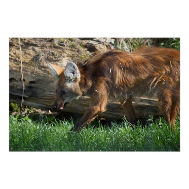 Póster Chrysocyon brachyurus (Anverso)