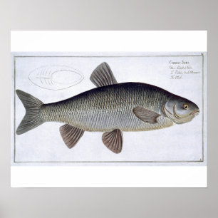 Póster Chub (Cyprinus Jeses) placa VI de Ichthyologie,