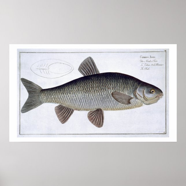 Póster Chub (Cyprinus Jeses) placa VI de Ichthyologie, (Frente)