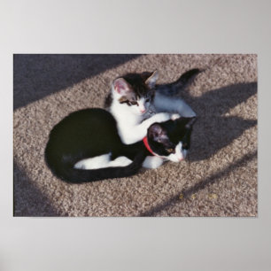 Póster Chuda y Sami