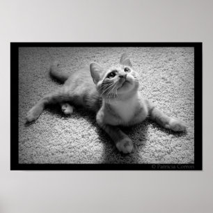 Póster Chugar en Kittenhood