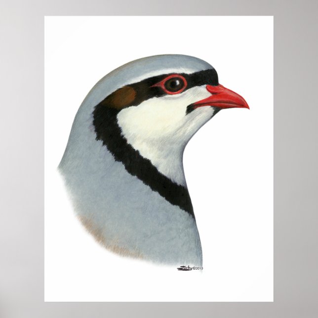 Póster Chukar: Cabeza de perdigón (Frente)