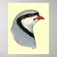 Chukar: Cabeza de perdigón
