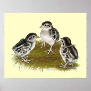 Póster Chukar Partridge Chicks
