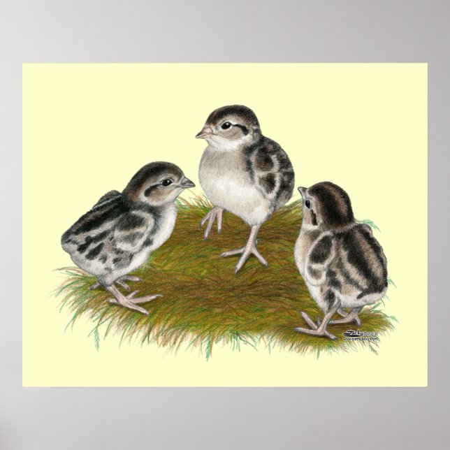 Póster Chukar Partridge Chicks (Frente)