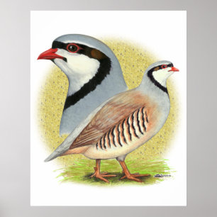 Póster Chukar Partridge Combo
