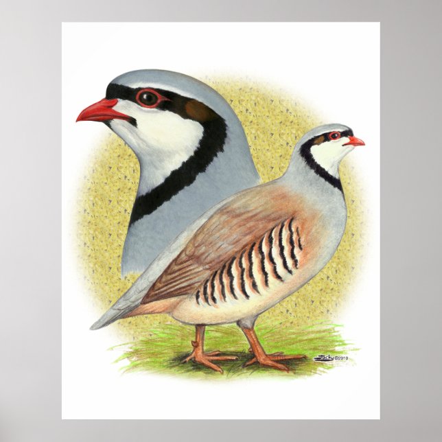 Póster Chukar Partridge Combo (Frente)
