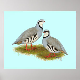 Póster Chukar Partridge Pair