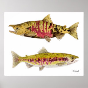 Póster Chum Salmon