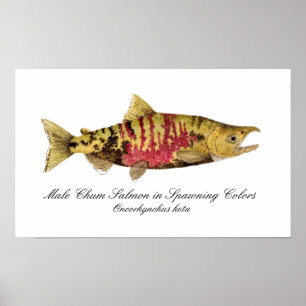 Póster Chum Salmon