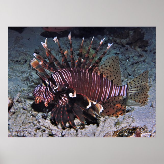 Póster Chuncky Lionfish (Frente)