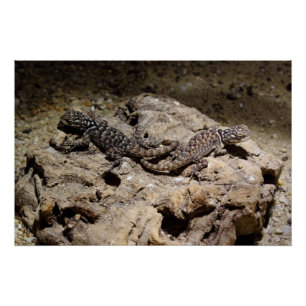 Póster Cianogenia celoporus