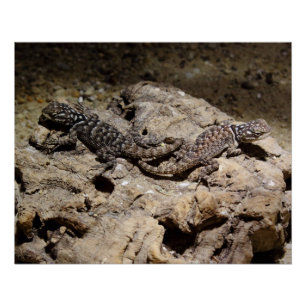Póster Cianogenia celoporus