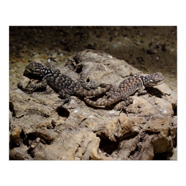 Póster Cianogenia celoporus (Anverso)