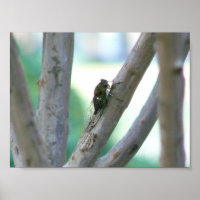 Cicada