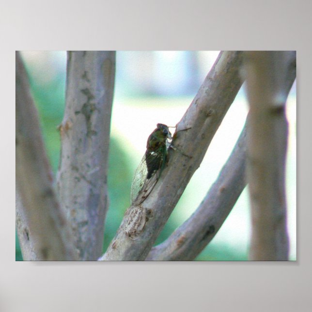 Póster Cicada (Frente)