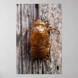 Póster Cicada