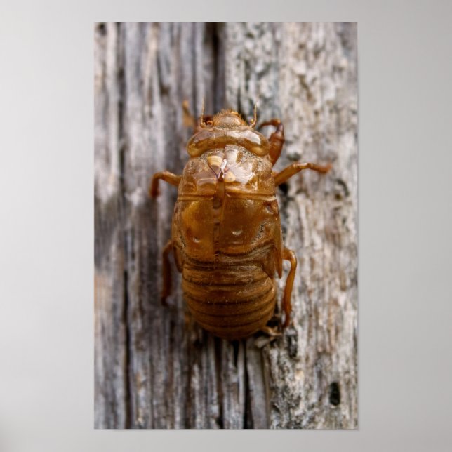 Póster Cicada (Frente)