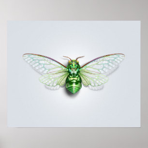 Póster Cicada