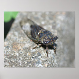 Póster Cicada Bug Up Close Insect