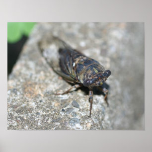 Póster Cicada Bug Up Close Insect