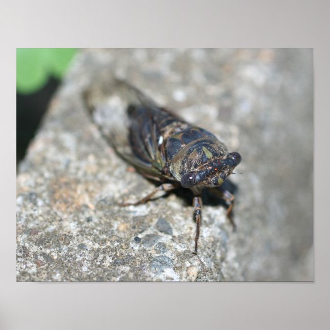 Póster Cicada Bug Up Close Insect (Frente)