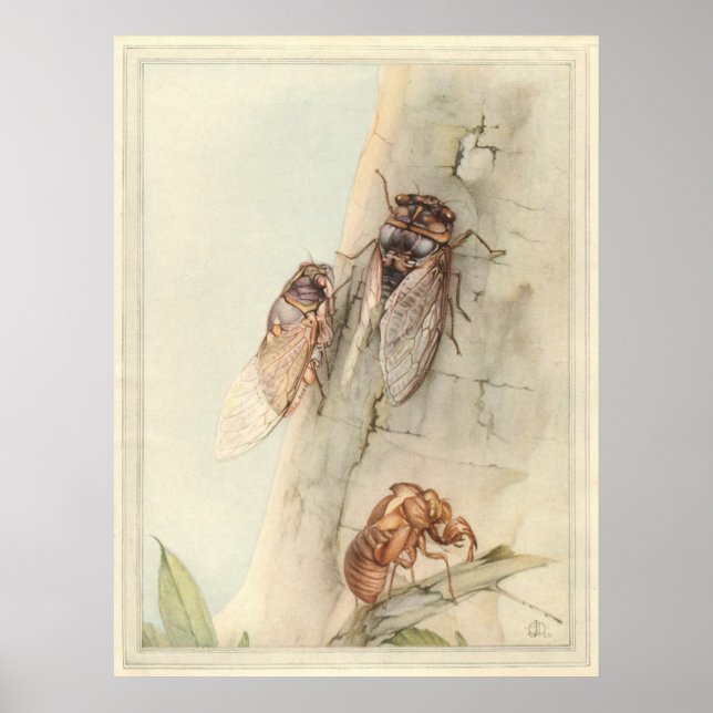 Póster CICADA - Ilustracion de libros de insectos (Frente)