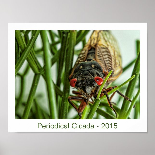 Póster Cicada Periódica Gran Foto De Macro De Insectos (Frente)