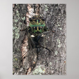 Póster Cicada Poster