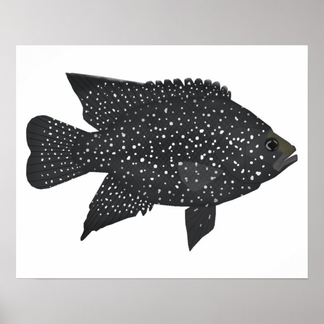 Póster Cichlid de diamante negro (Frente)